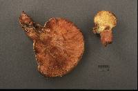 Fistulina hepatica image