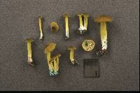 Entoloma incanum image
