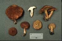 Suillus cavipes image