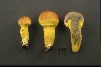 Pulveroboletus ravenelii image