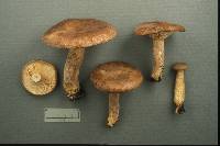 Lactarius mackinawensis image