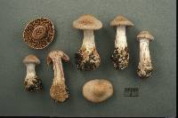 Cortinarius malachius image