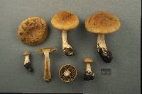 Cortinarius subtortus image