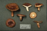 Lactarius hysginus image