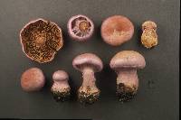 Cortinarius traganus image