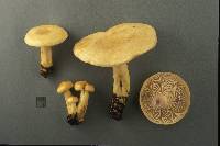 Lactarius aspideoides image