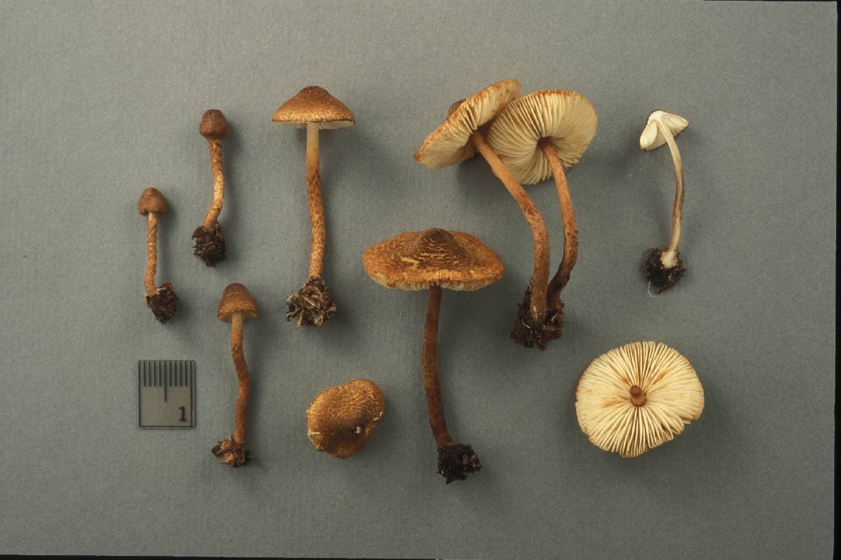 Lepiota ignipes image