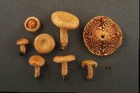 Lactarius thyinos image