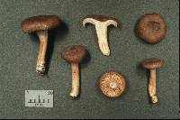 Lactarius mammosus image