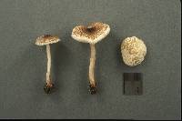 Lepiota echinella var. echinella image