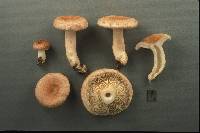 Lactarius torminosus image