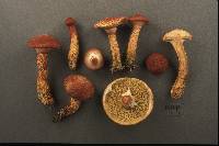 Suillus pictus image