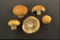 Russula xerampelina image