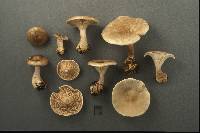 Clitocybe subclavipes image