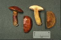 Suillus grevillei image