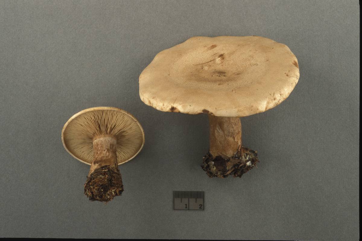 Clitocybe alexandri image