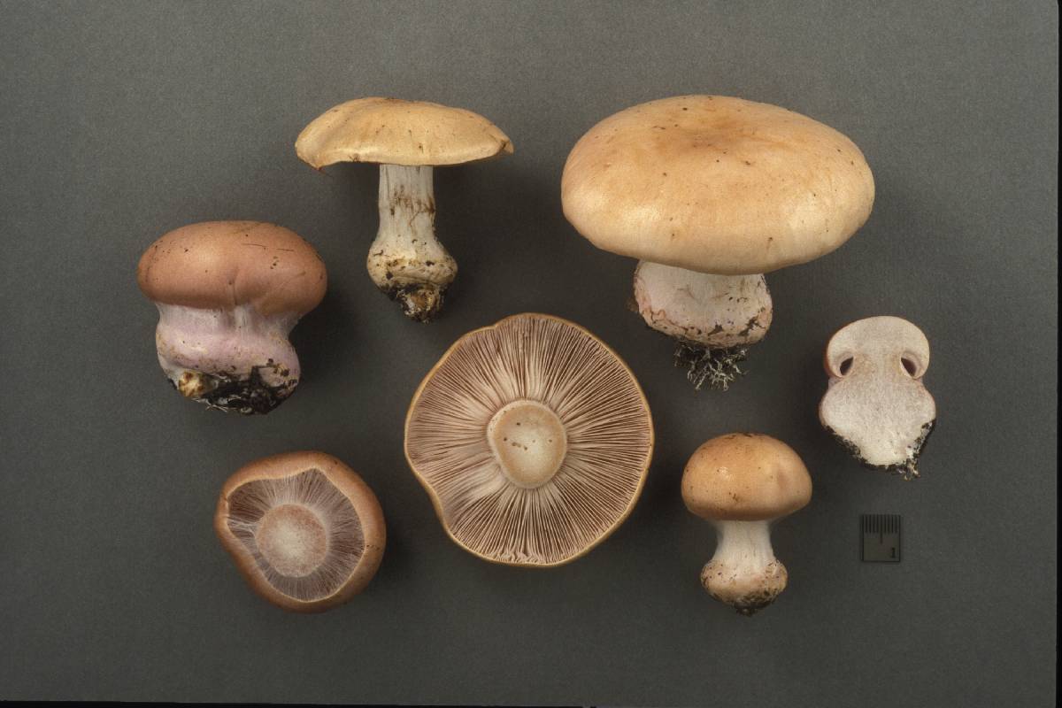 Cortinarius pallidiceps image