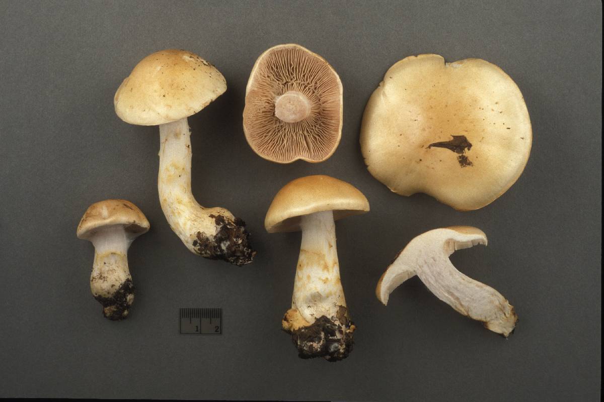 Cortinarius luteoarmillatus image