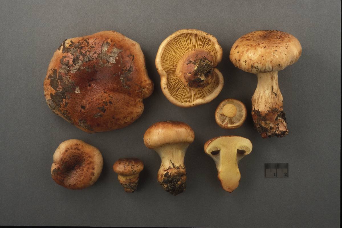 Cortinarius aurilicis image