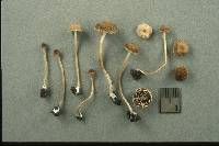 Psathyrella tenera image