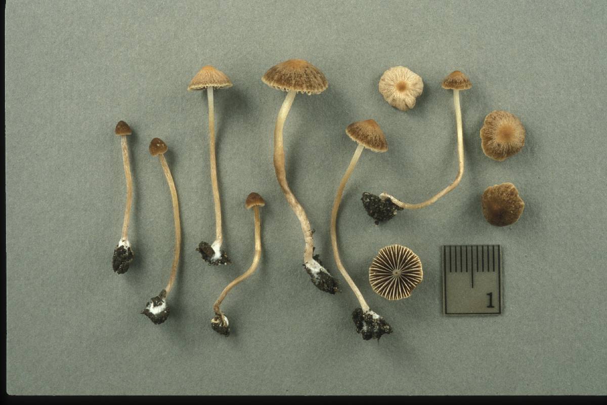 Psathyrella tenera image