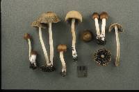 Psathyrella prona image