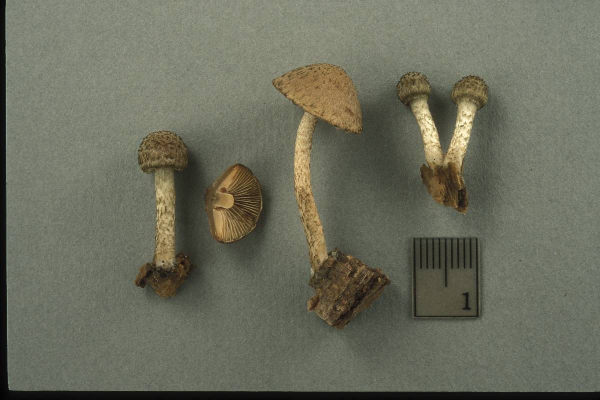 Psathyrella hirtosquamulosa image