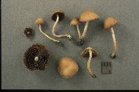 Psathyrella pennata image