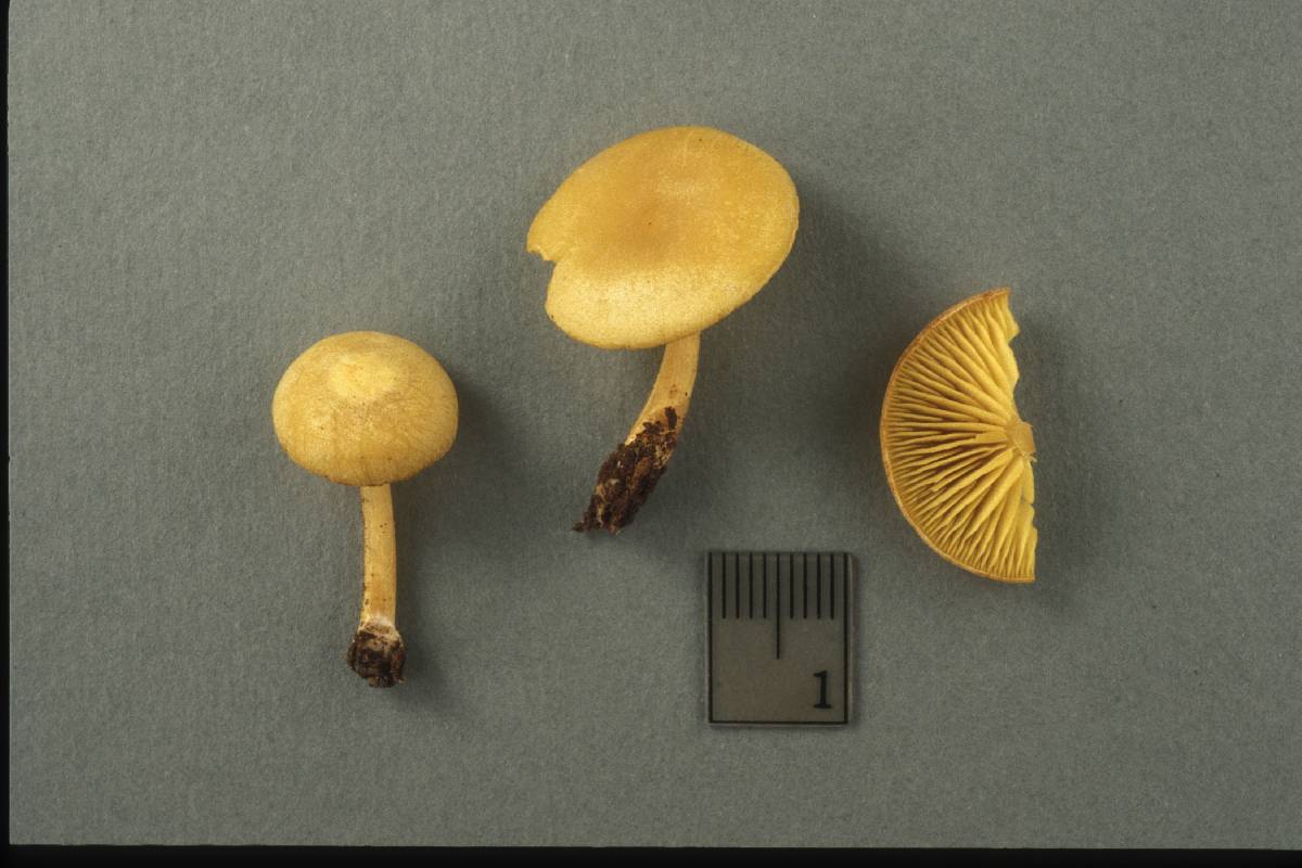 Callistosporium luteoolivaceum image