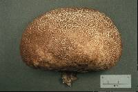 Calvatia cyathiformis image