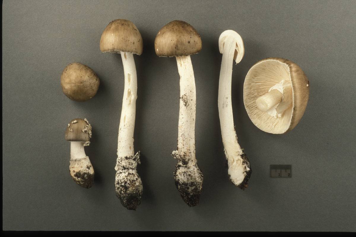 Amanita pseudobrunnescens image