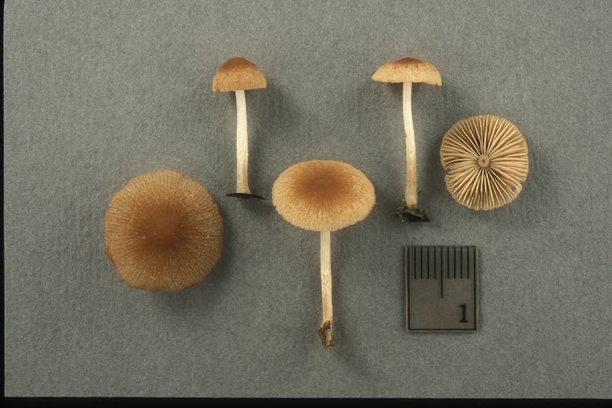 Psathyrella typhae image