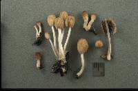 Coprinellus plagioporus image