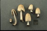 Coprinellus radians image