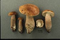 Tylopilus indecisus image