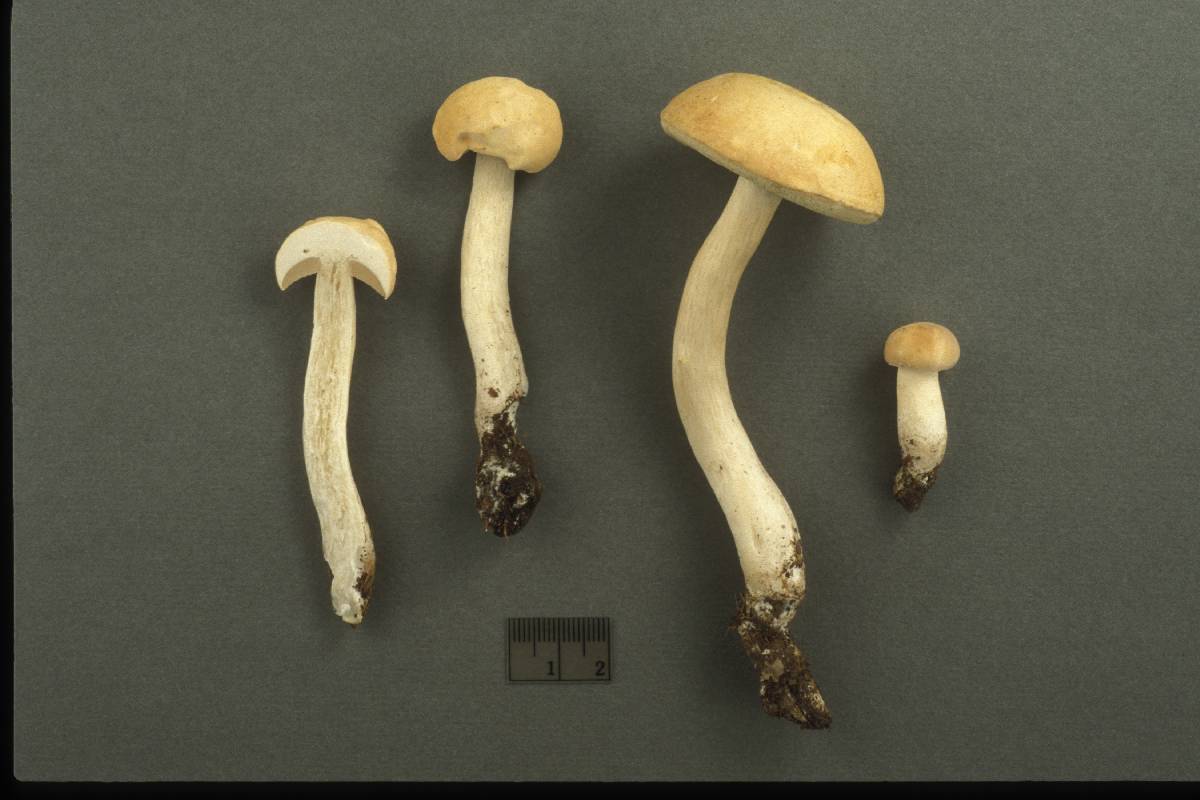 Tylopilus pseudopallidus image