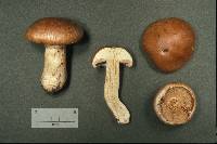 Cortinarius claricolor image