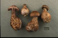 Cortinarius squamulosus image