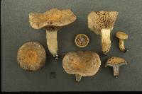 Lactarius maculatus image