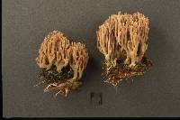 Ramaria rubella image