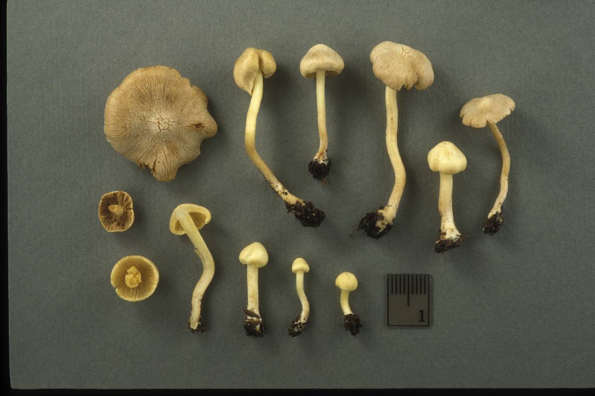 Inocybe paludinella image