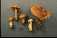 Cortinarius annulatus image