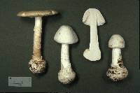 Amanita virosa image