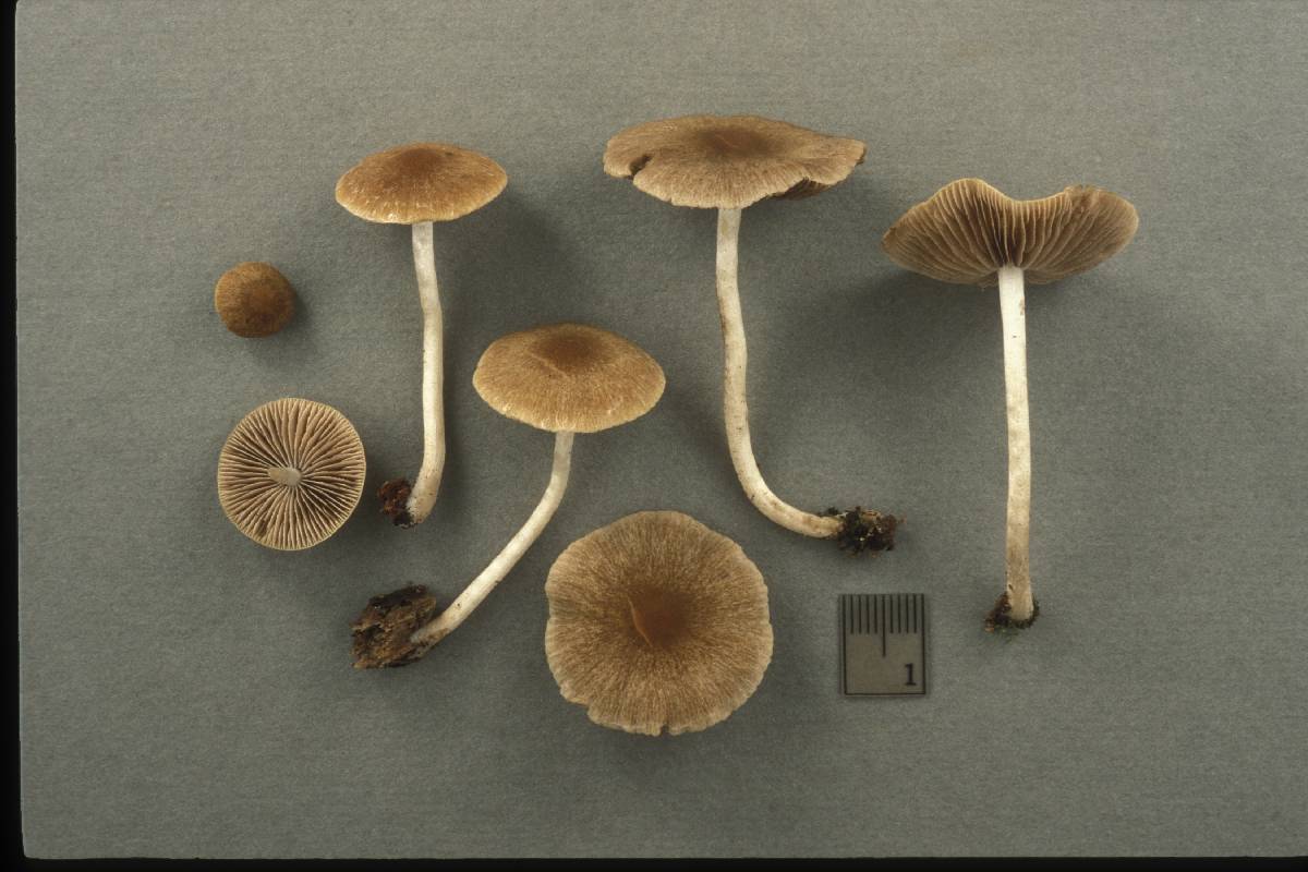 Psathyrella parvifibrillosa image