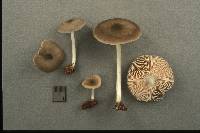 Pluteus salicinus image