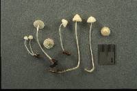 Mycena americana image