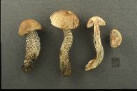 Leccinum rimulosum image