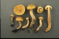 Suillus acidus image