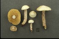 Suillus placidus image