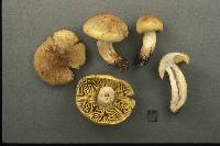 Tricholoma aestuans image